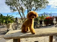 Libby, a female Poodle - Toy  for sale in Morongo Valley, CA – 3 of 5