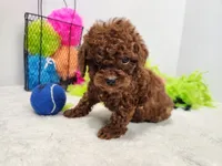 Vaughn, a male Miniature Goldendoodle for sale in Stuart, NE – 2 of 3