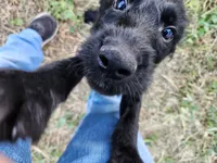 Blake, a male Goldendoodle and Labrador Retriever for sale in Stuart, NE – 2 of 3