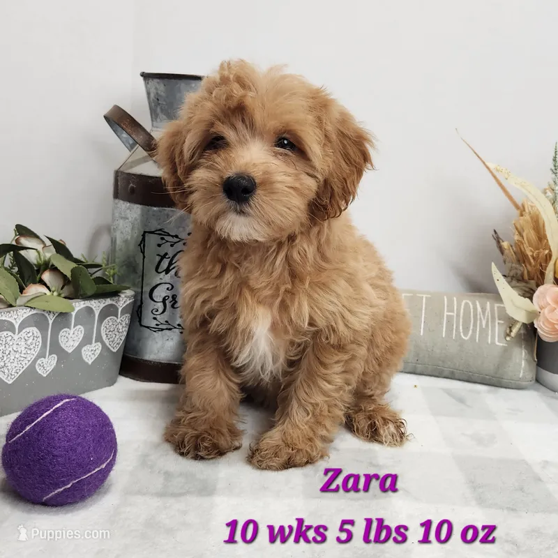 Mini Goldendoodle Zara – Miniature Goldendoodle puppy for sale in Stuart, NE