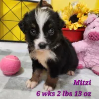 Smaller Australian Shepherd Mitzi, a female Miniature Australian Shepherd for sale in Stuart, NE – 2 of 2