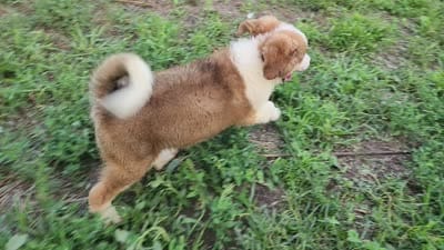 Great Bernese Gribbs, a male Bernese Mountain Dog and Great Pyrenees for sale in Stuart, NE – 5 of 5