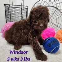 F1b Windsor, a male Miniature Aussiedoodle for sale in Stuart, NE – 2 of 3
