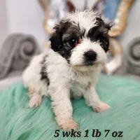 Ty, a male Bichon Frise and Shih Tzu for sale in Stuart, NE – Photo 2 of 2