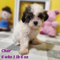 Char, a female Bichon Frise and Shih Tzu for sale in Stuart, NE – 1 of 1