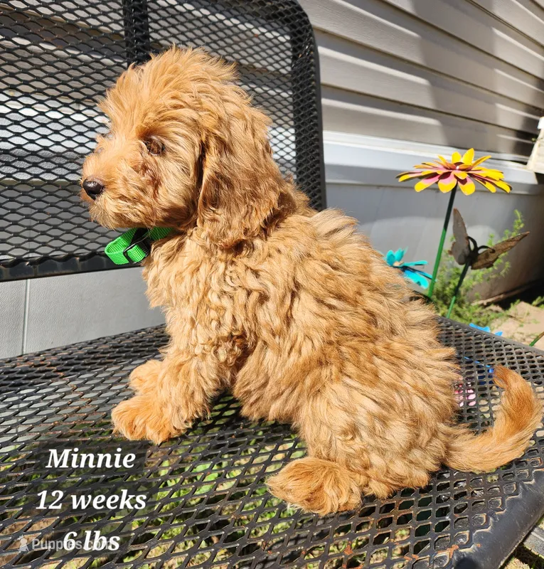 F1b Mini Goldendoodle Minnie – Miniature Goldendoodle puppy for sale in Stuart, NE