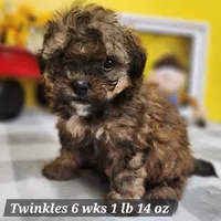 Twinkles, a female Shih Tzu and Poodle - Toy  for sale in Stuart, NE – 1 of 1