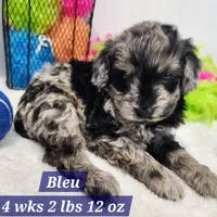 Bleu, a male Miniature Aussiedoodle for sale in Stuart, NE – 1 of 1
