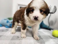 Great Bernese Grayson, a male Bernese Mountain Dog and Great Pyrenees for sale in Stuart, NE – 4 of 4