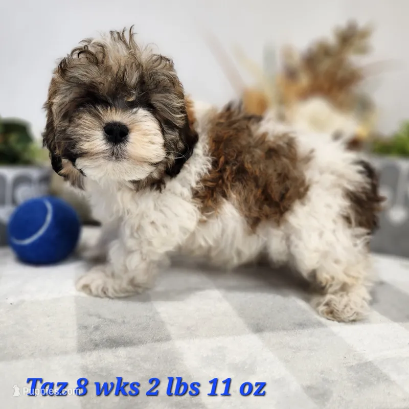 Taz – Shih Tzu, Poodle - Toy  puppy for sale in Stuart, NE