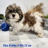Taz, a male Shih Tzu and Poodle - Toy  for sale in Stuart, NE – 1 of 3