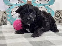 Knikki, a female Havachon for sale in Stuart, NE – Photo 2 of 3