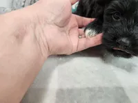 Knikki, a female Havachon for sale in Stuart, NE – Photo 3 of 3