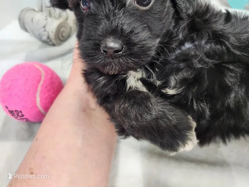 Knikki – Havachon puppy for sale in Stuart, NE