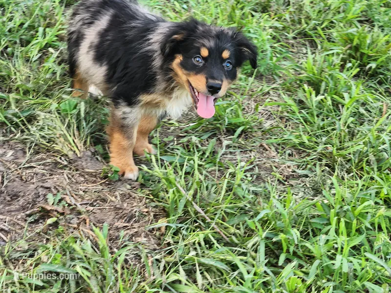 Troy – Australian Shepherd puppy for sale in Stuart, NE