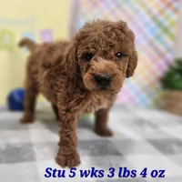 Stu, a male Miniature Goldendoodle for sale in Stuart, NE – Photo 1 of 3