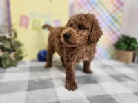 Stu, a male Miniature Goldendoodle for sale in Stuart, NE – Photo 2 of 3
