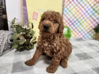 Stu, a male Miniature Goldendoodle for sale in Stuart, NE – Photo 3 of 3