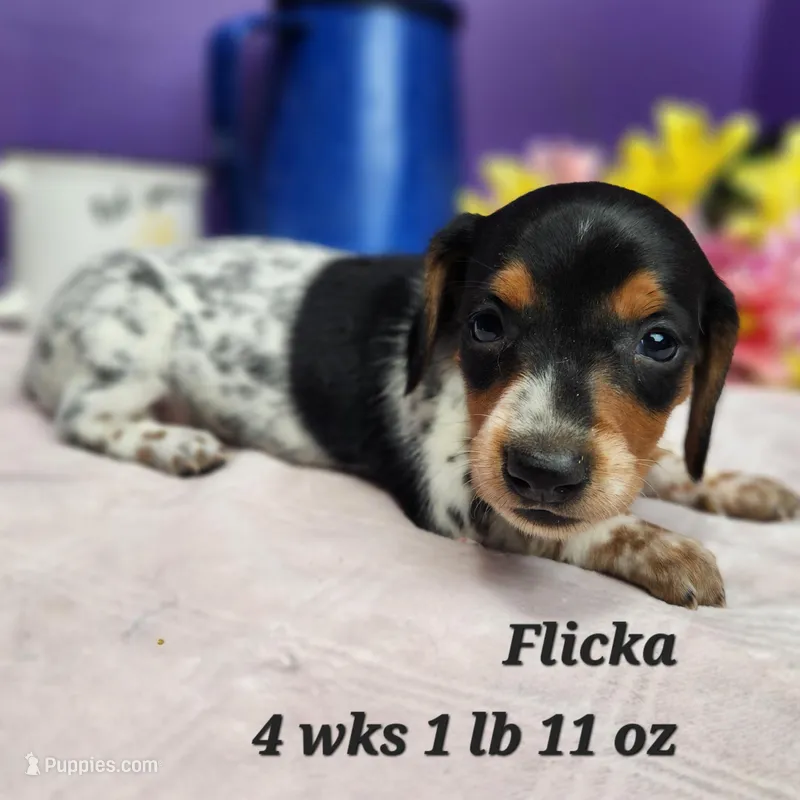 APRI Flicka, a female Miniature Dachshund for sale in Stuart, NE – Photo 1 of 3