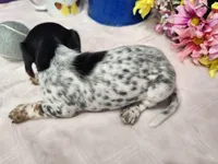 APRI Flicka, a female Miniature Dachshund for sale in Stuart, NE – Photo 2 of 3