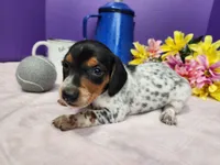 APRI Flicka, a female Miniature Dachshund for sale in Stuart, NE – Photo 3 of 3