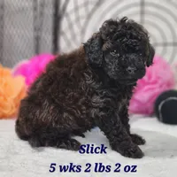 Mini Slick, a male Miniature Goldendoodle for sale in Stuart, NE – 1 of 1