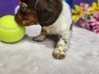 APRI Queeny, a female Miniature Dachshund for sale in Stuart, NE – Photo 3 of 3