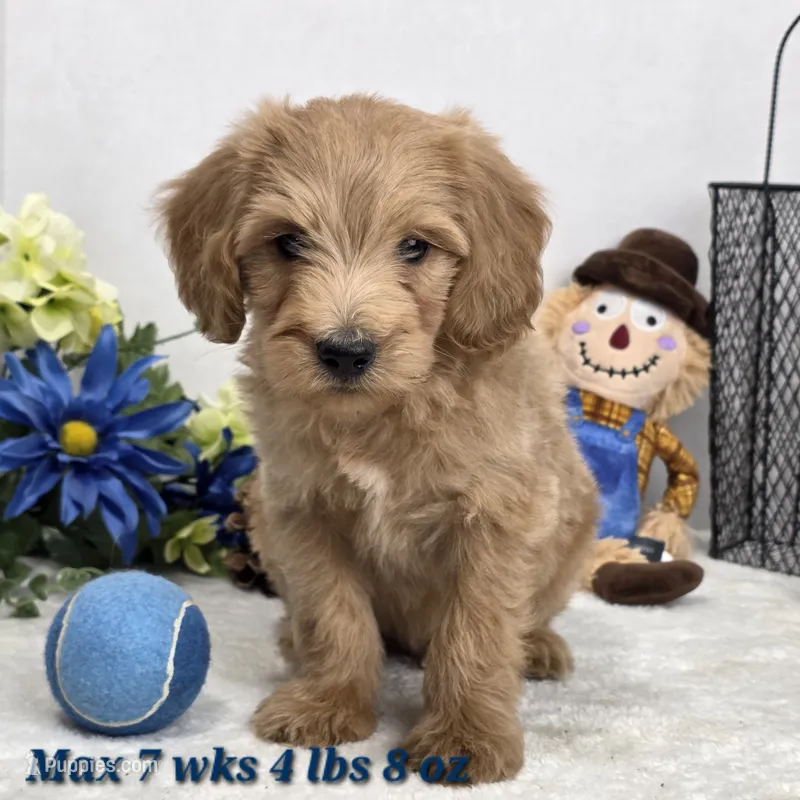 Max – Miniature Goldendoodle puppy for sale in Stuart, NE