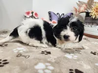 Kori, a female Doxiepoo for sale in Stuart, NE – Photo 2 of 3