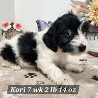 Kori, a female Doxiepoo for sale in Stuart, NE – Photo 1 of 3