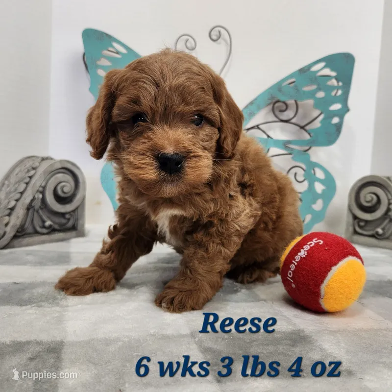 F1b Miniature Goldendoodle Reese – Miniature Goldendoodle puppy for sale in Stuart, NE