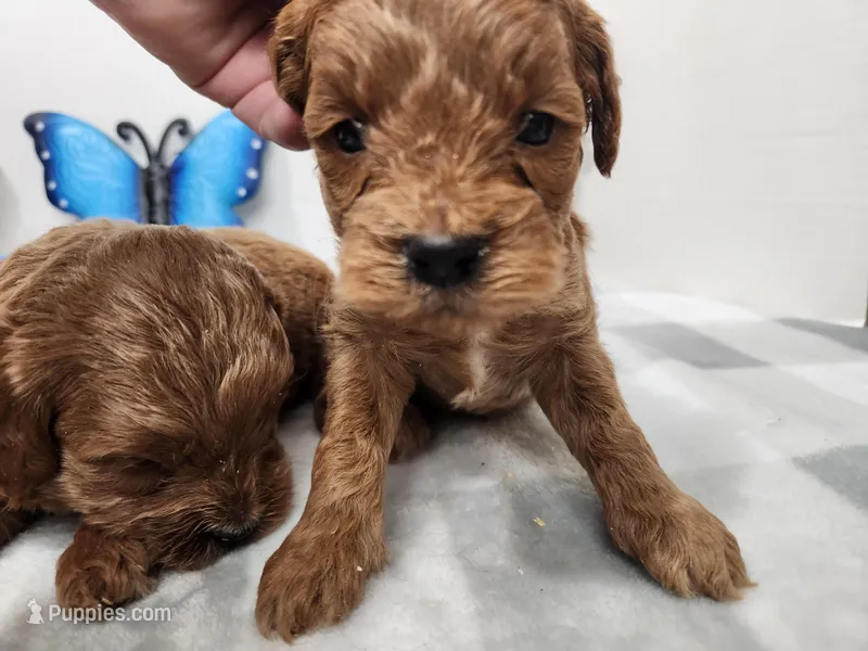 F1b Miniature Goldendoodle Elle – Miniature Goldendoodle puppy for sale in Stuart, NE
