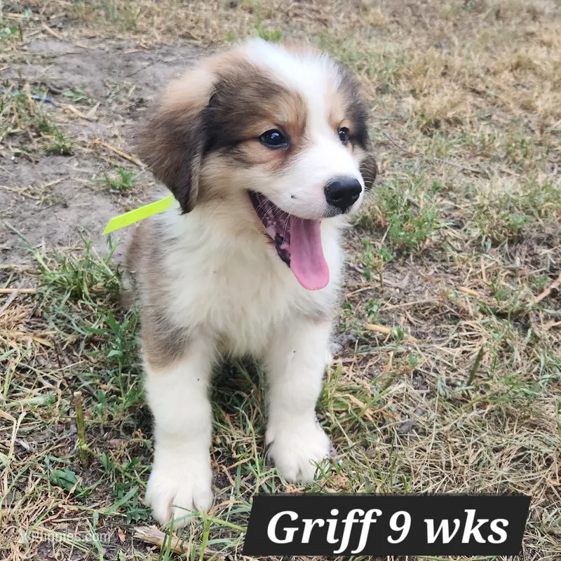 Great Bernese Griff – Bernese Mountain Dog, Great Pyrenees puppy for sale in Stuart, NE