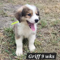 Great Bernese Griff, a male Bernese Mountain Dog and Great Pyrenees for sale in Stuart, NE – 1 of 1