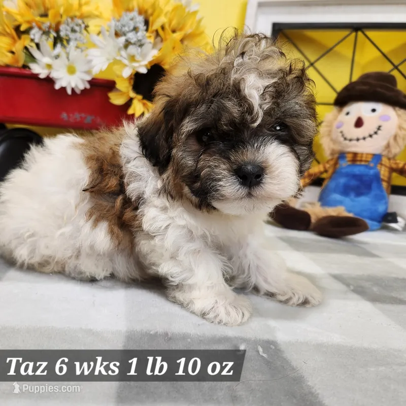 Taz – Shih Tzu, Poodle - Toy  puppy for sale in Stuart, NE