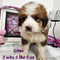 Great Bernese Gina, a female Bernese Mountain Dog and Great Pyrenees for sale in Stuart, NE – 1 of 1