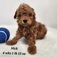 F1b Mini Goldendoodle Nick, a male Miniature Goldendoodle for sale in Stuart, NE – 1 of 1