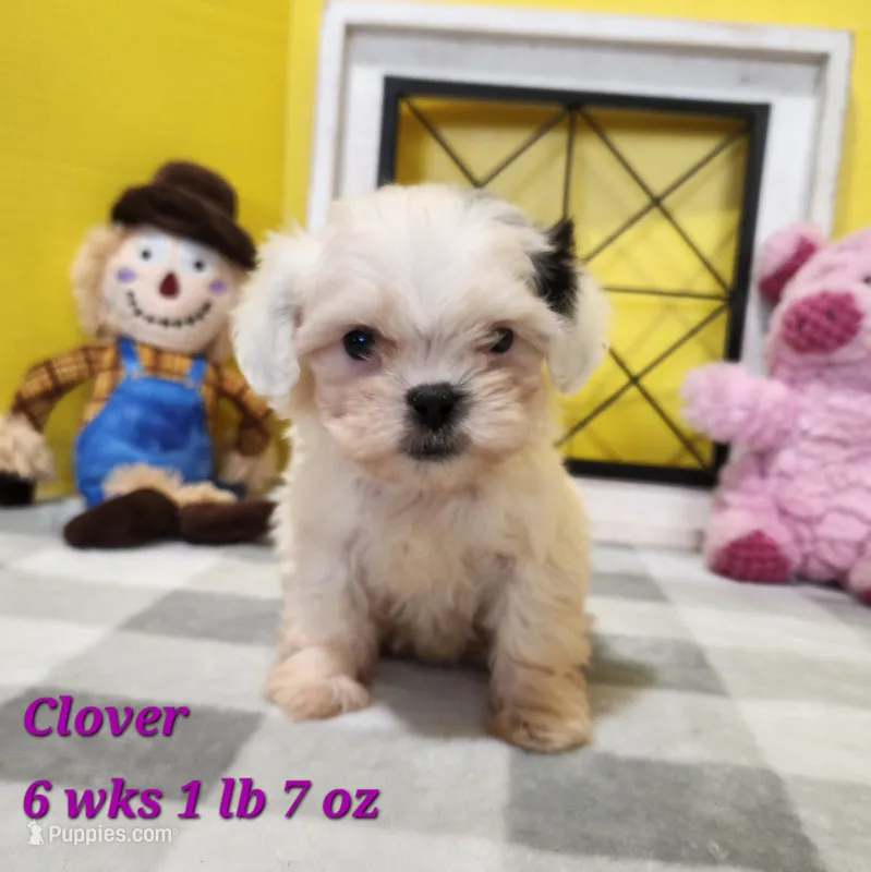 Clover – Bichon Frise, Shih Tzu puppy for sale in Stuart, NE