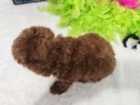 Vaughn, a male Miniature Goldendoodle for sale in Stuart, NE – 3 of 3