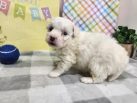 Snow, a male Havapoo for sale in Stuart, NE – Photo 3 of 4