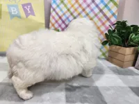 Snow, a male Havapoo for sale in Stuart, NE – Photo 2 of 4