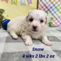 Snow, a male Havapoo for sale in Stuart, NE – Photo 1 of 4