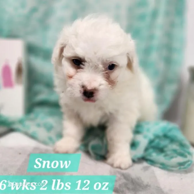 Snow – Havapoo puppy for sale in Stuart, NE