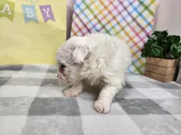 Snow, a male Havapoo for sale in Stuart, NE – Photo 4 of 4