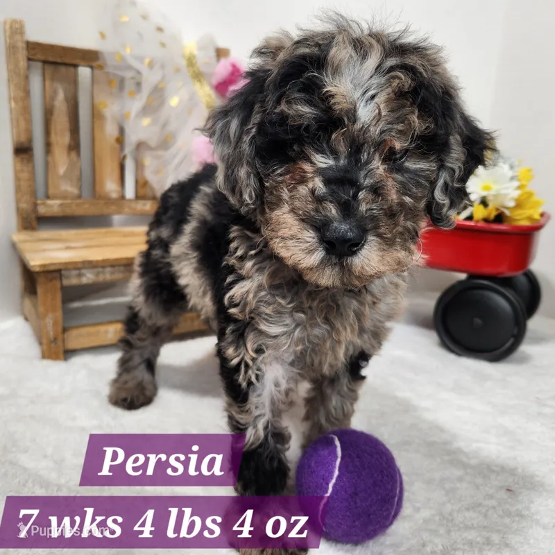 F1b Persia – Miniature Aussiedoodle puppy for sale in Stuart, NE