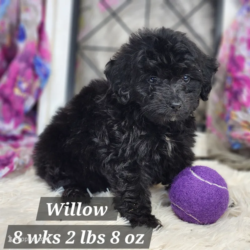 F1b Willow – Miniature Aussiedoodle puppy for sale in Stuart, NE