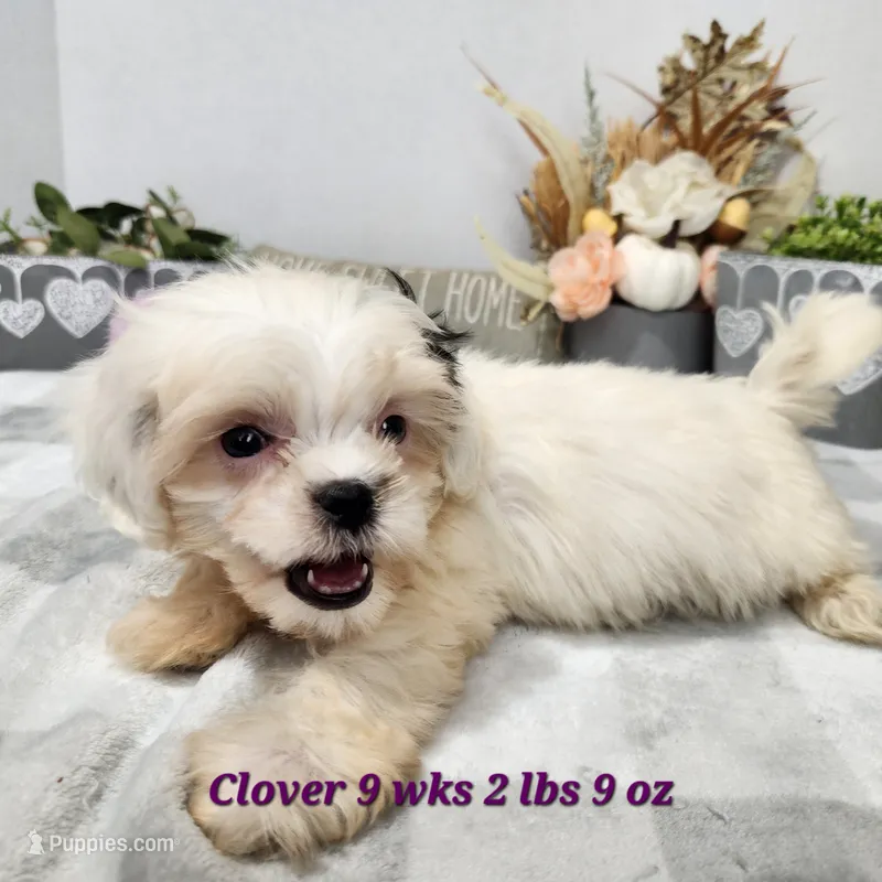 Clover – Bichon Frise, Shih Tzu puppy for sale in Stuart, NE