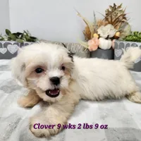 Clover, a female Bichon Frise and Shih Tzu for sale in Stuart, NE – 1 of 2