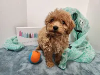 Sal, a male Miniature Goldendoodle for sale in Stuart, NE – 3 of 3