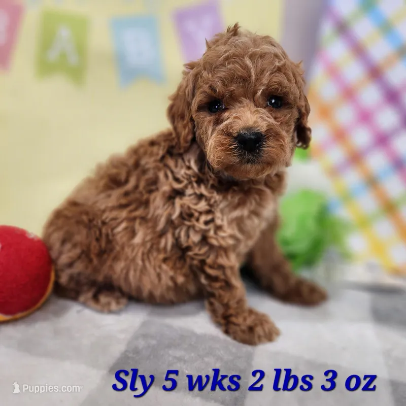 Sly – Miniature Goldendoodle puppy for sale in Stuart, NE